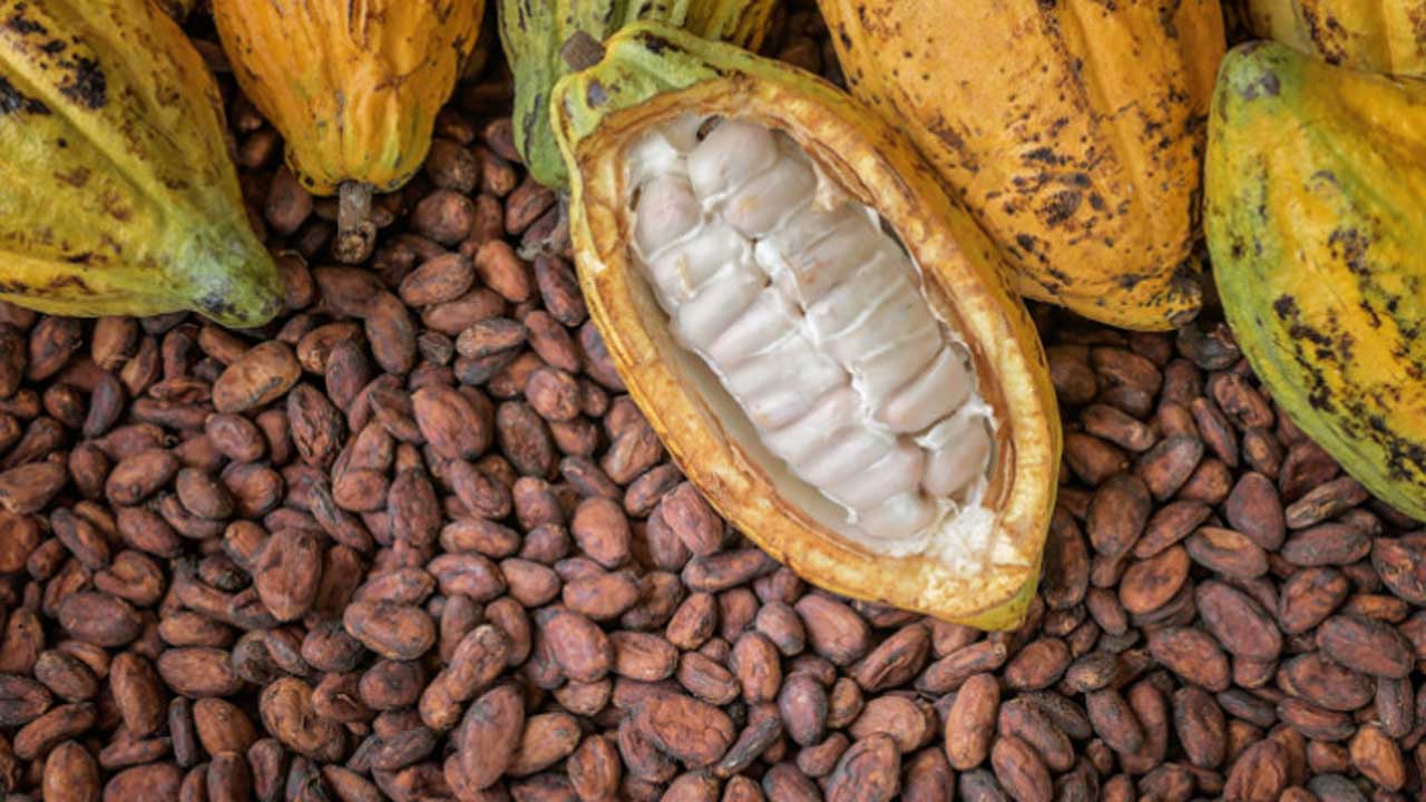 Çikolata Keyfi Acılaşmaya Başladı, Kakao'daki Son Durum Nedir ?